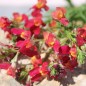 Preview: Marokkanisches Leinkraut Licilia Red (Samen)