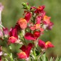 Preview: Marokkanisches Leinkraut Licilia Red (Samen)
