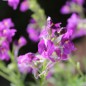 Preview: Marokkanisches Leinkraut Licilia Violet (Samen)