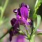 Preview: Marokkanisches Leinkraut Licilia Violet (Samen)