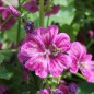 Preview: Mauretanische Malve (Samen)