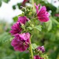 Preview: Mauretanische Malve (Samen)