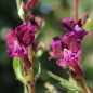 Preview: Mausohr-Köcherblümchen Purple Passion (Samen)