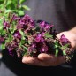 Preview: Mausohr-Köcherblümchen Purple Passion (Samen)