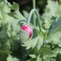 Preview: Mazedonischer Braunmohn (Samen)