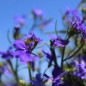 Preview: Männertreu Blue Carpet (Samen)