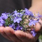 Preview: Männertreu Blue Carpet (Samen)