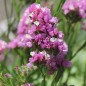 Preview: Meerlavendel - Statice Rose (Samen)