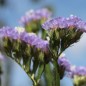 Preview: Meerlavendel - Statice Sky blue (Samen)