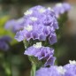 Preview: Meerlavendel - Statice Sky blue (Samen)