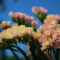 Preview: Meerlavendel - Statice Apricot Shades (Samen)