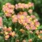 Preview: Meerlavendel - Statice Apricot Shades (Samen)
