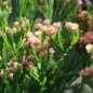 Preview: Meerlavendel - Statice Apricot Shades (Samen)