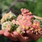 Preview: Meerlavendel - Statice Apricot Shades (Samen)
