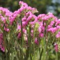 Preview: Meerlavendel - Statice Carmin Rose (Samen)