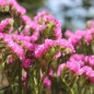 Preview: Meerlavendel - Statice Carmin Rose (Samen)