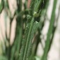 Preview: Meerlavendel - Statice Carmin Rose (Samen)
