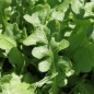 Preview: Meerlavendel - Statice Deep Blue (Samen)