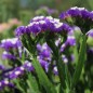 Preview: Meerlavendel - Statice Deep Blue (Samen)