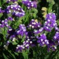 Preview: Meerlavendel - Statice Deep Blue (Samen)