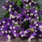 Preview: Meerlavendel - Statice Deep Blue (Samen)