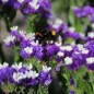 Preview: Meerlavendel - Statice Deep Blue (Samen)