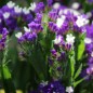 Preview: Meerlavendel - Statice Deep Blue (Samen)