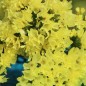 Preview: Meerlavendel - Statice Deep Yellow (Samen)