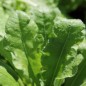 Preview: Meerlavendel - Statice Deep Yellow (Samen)