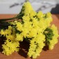 Preview: Meerlavendel - Statice Deep Yellow (Samen)
