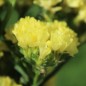 Preview: Meerlavendel - Statice Deep Yellow (Samen)