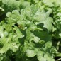 Preview: Neu! Meerlavendel - Statice Lilac Lavender (Samen)