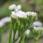 Preview: Meerlavendel - Statice White (Samen)