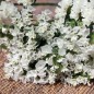 Preview: Meerlavendel - Statice White (Samen)