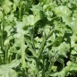 Preview: Meerlavendel - Statice White (Samen)