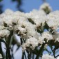 Preview: Meerlavendel - Statice White (Samen)