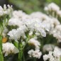 Preview: Meerlavendel - Statice White (Samen)