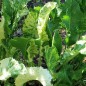 Preview: Meerrettich Variegata (Pflanze)