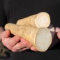 Preview: Meerrettich gegen Monilia (Pflanze)