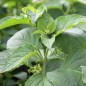 Preview: Miltomate (Samen)