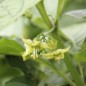 Preview: Miltomate (Samen)
