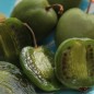 Preview: Mini-Kiwi Buro weiblich (Pflanze)