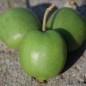 Preview: Mini-Kiwi Buro weiblich (Pflanze)