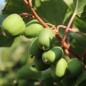 Preview: Mini-Kiwi Geneva weiblich (Pflanze)