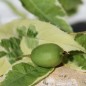 Preview: Mini-Kiwi Hokey Pokey selbstfruchtbar (Pflanze)