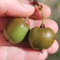 Preview: Mini-Kiwi Bojnice weiblich (Pflanze)