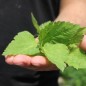 Preview: Mitsuba (Samen)