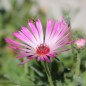 Preview: Mittagsblume Mix (Samen)