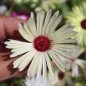 Preview: Mittagsblume Mix (Samen)