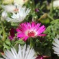 Preview: Mittagsblume Mix (Samen)